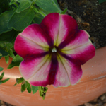 Petunia Crazytunia Razzamatazz